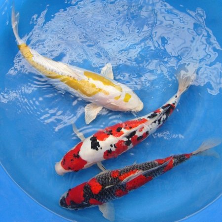De eerste nieuwe aanwinst 3 prachtige vissen van Aoki. / {Location}: Niigata\\n\\n29/10/2010 06:00